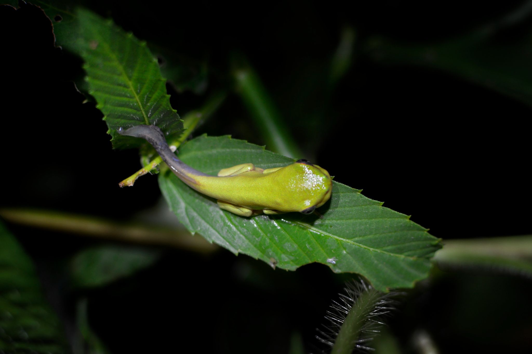 Pithecopus gonzagai 11